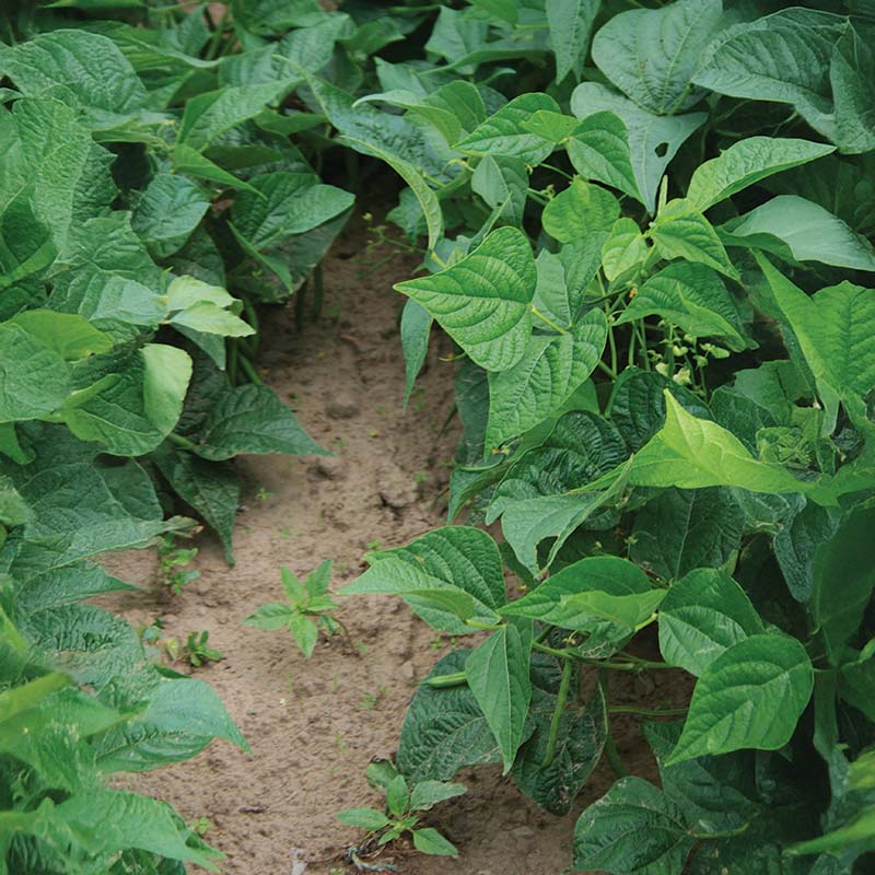 plant bush beans from seed Bean Lewis Seed – Harris Seeds