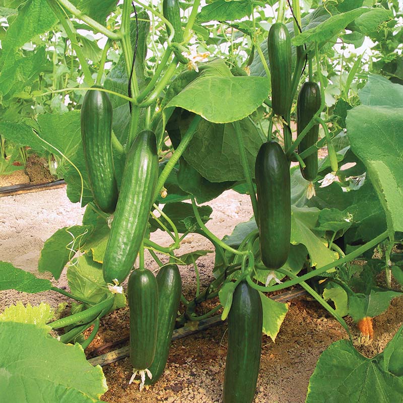 cucumber plants from seed Cucumber Manny F1 Seed Organic