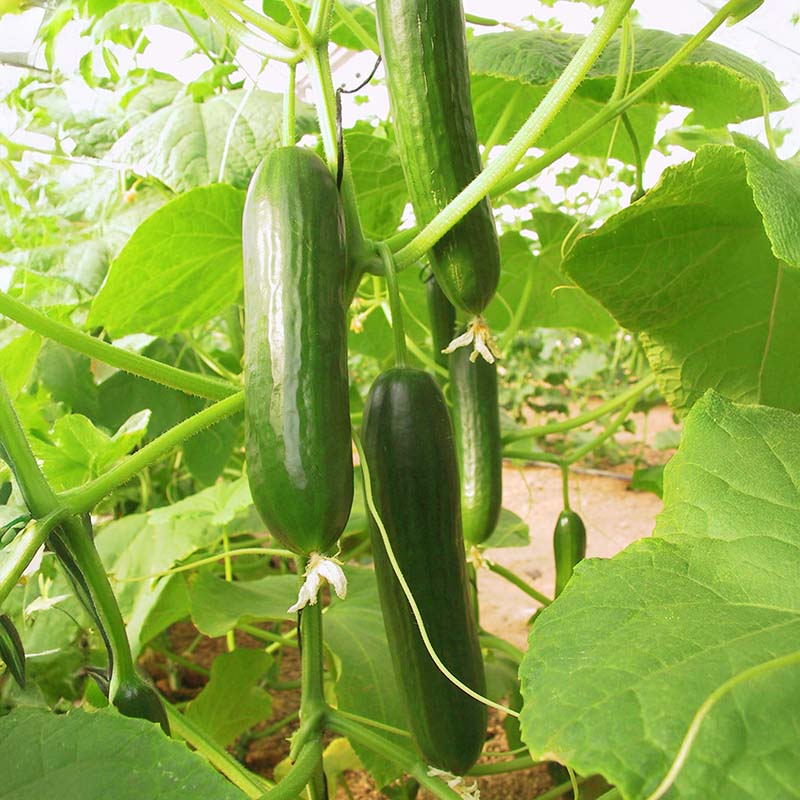 cucumber plants from seed Cucumber Manny F1 Seed Organic
