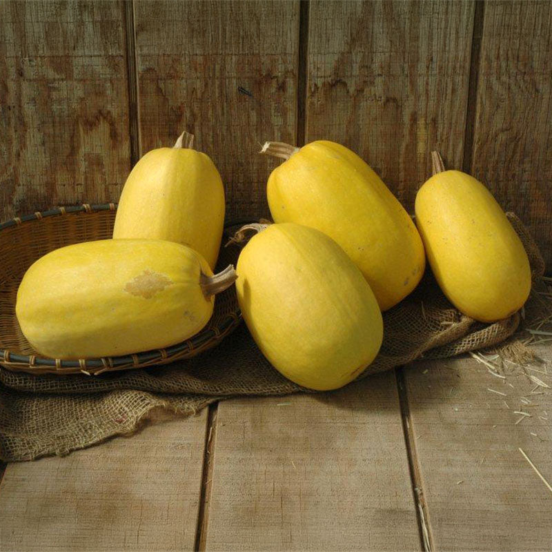 Squash Primavera F1 Seed – Harris Seeds