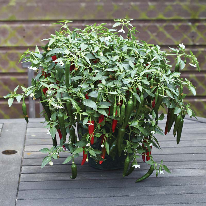 cayenne pepper plants in pots Pepper Cayennetta F1 Seed – Harris Seeds