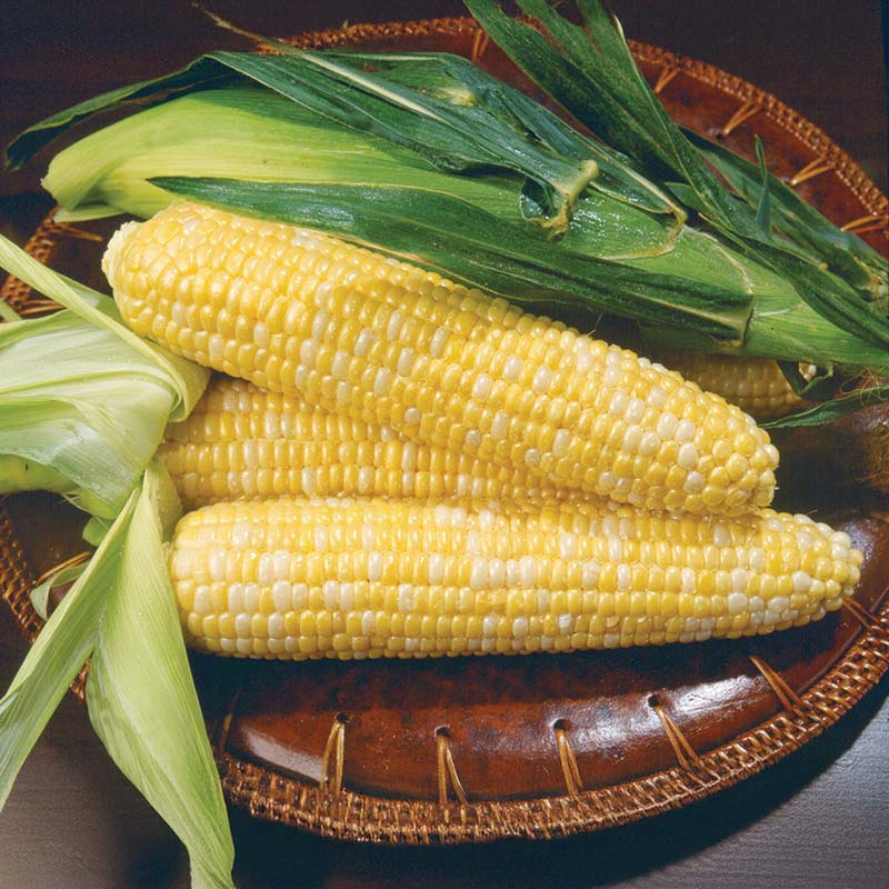 plant sweet corn seeds Sweet Corn Kristine F1 Seed