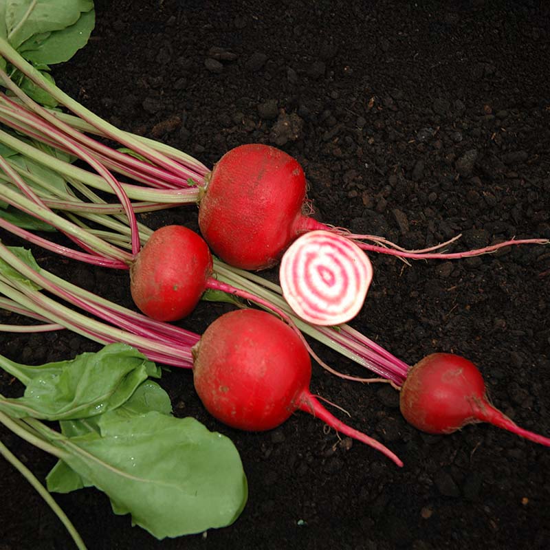garden beet seeds Beet Chioggia Guardsmark Organic Seed RAW / 1,000 seeds / Organic
