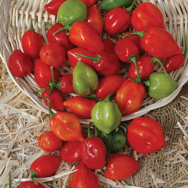 habanero plant fertilizer Pepper Red Habanero Seed RAW / 50 seeds / UNTREATED