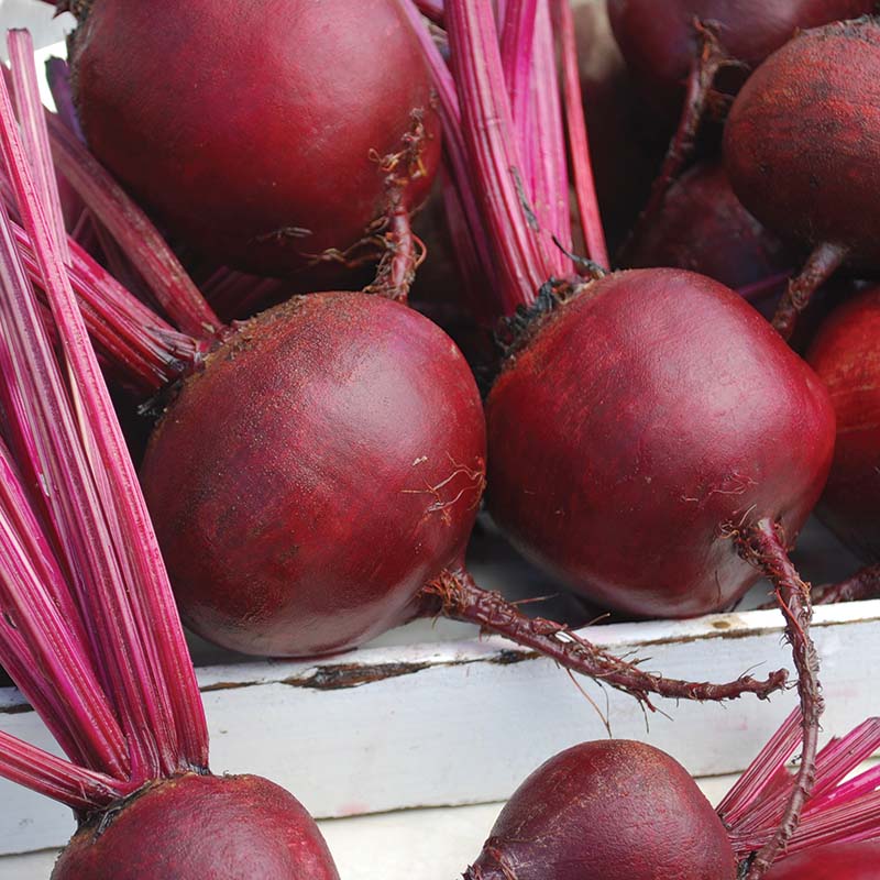 red beet herbicides Beet Detroit Dark Red Seed
