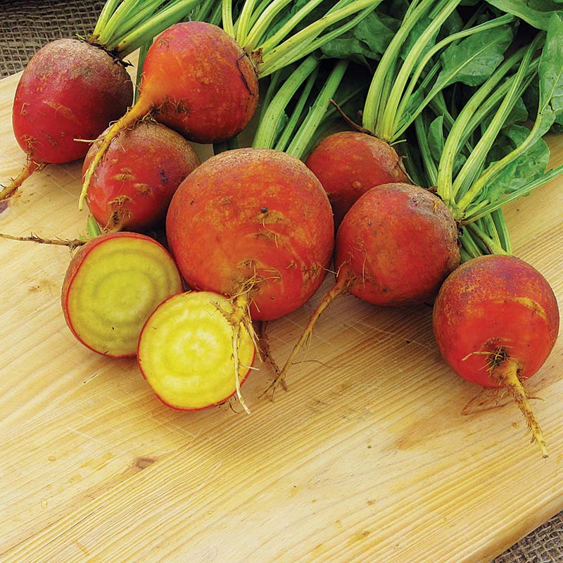 garden beet seeds Beet Touchstone Gold Seed RAW / 1,000 seeds / ORGANIC