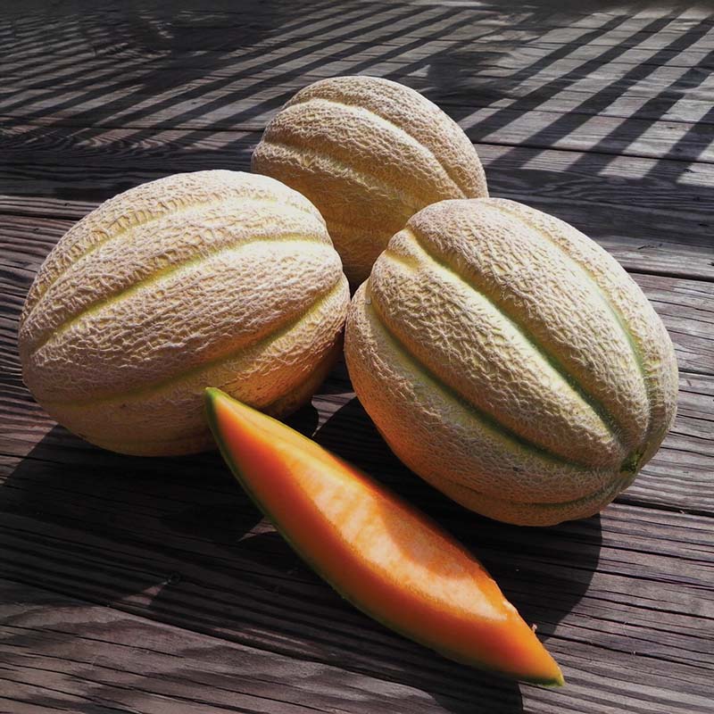 best herbicide for melons Melon Solstice F1 Seed STANDARD / 1,000 seeds / TREATED