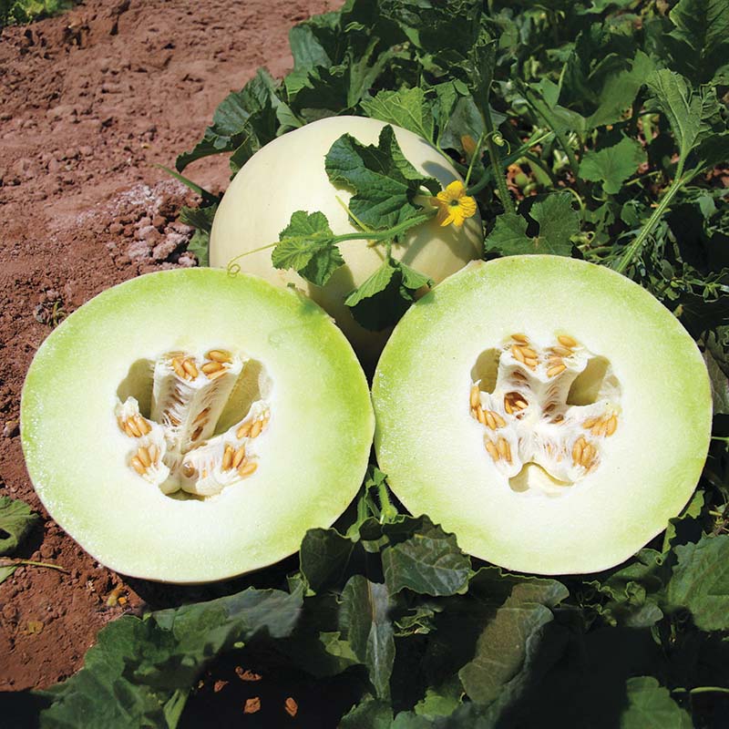 Melon Dream Dew F1 Seed – Harris Seeds
