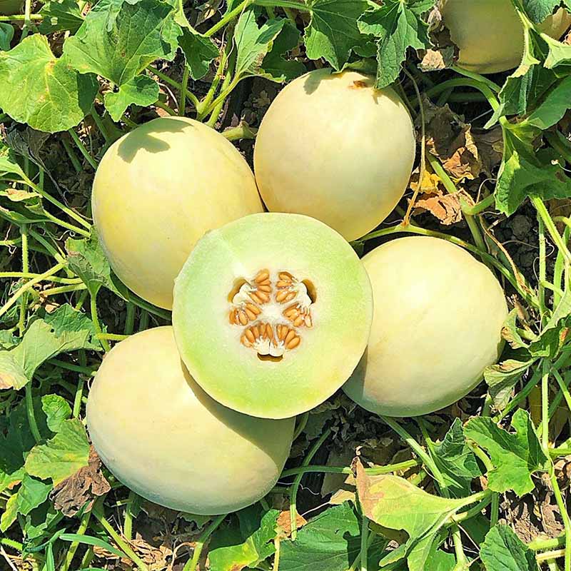 Creamy♡melon Melon Dream Dew F1 Seed – Harris Seeds