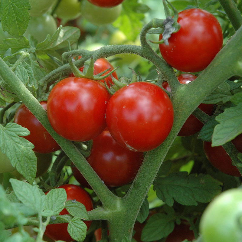 planting sakura seeds Tomato Sakura F1 Organic Seed RAW / 100 seeds / Organic