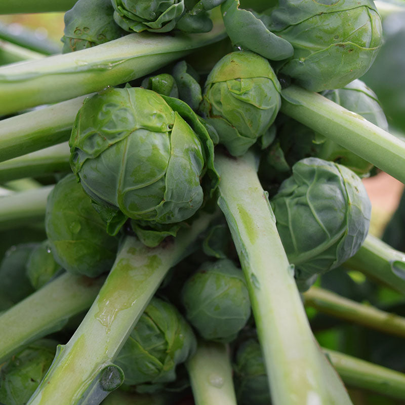 Brussels Sprouts Jade Cross F1 Seed RAW / 50 Seeds / UNTREATED