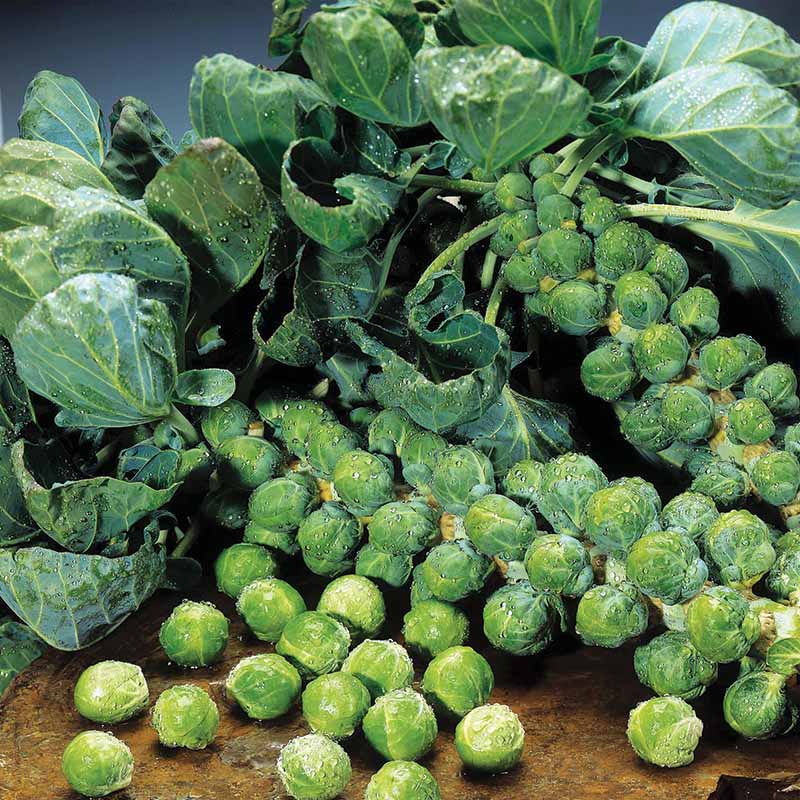 Brussels Sprouts Jade Cross F1 Seed RAW / 50 Seeds / UNTREATED