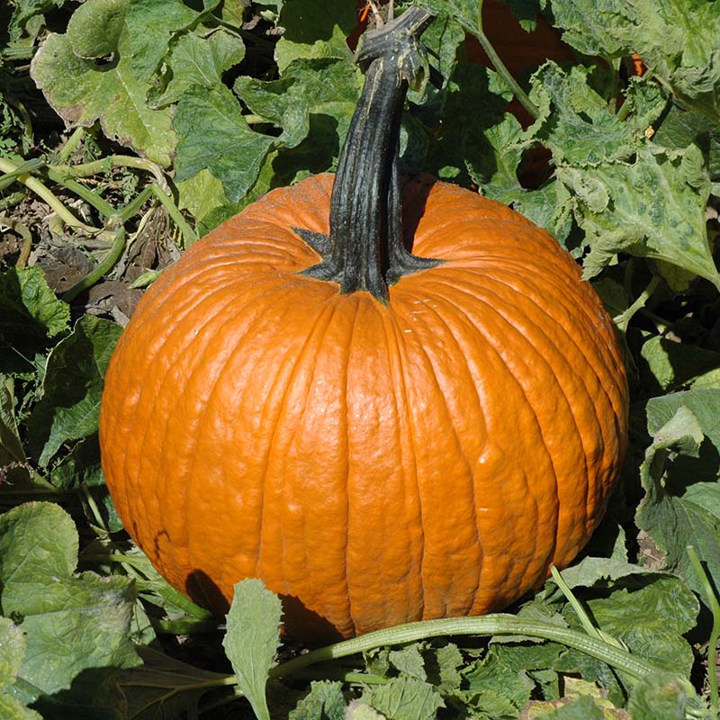 Pumpkin Cronus F1 Seed – Harris Seeds