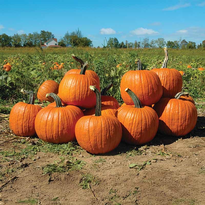 cronus fertilizer plant Pumpkin Cronus F1 Seed – Harris Seeds