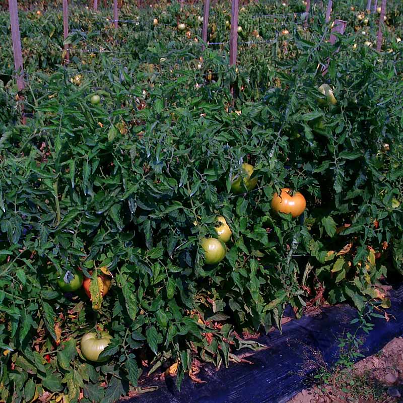 Tomato Mountain Majesty F1 Seed Treated