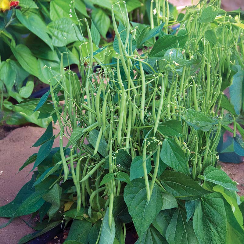 green bean house plant Bean Mascotte Seed RAW / 100 seeds / UNTREATED