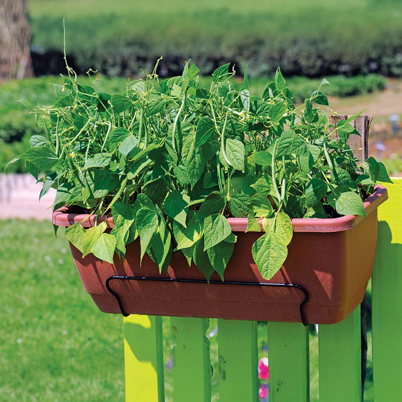 Bean Mascotte Seed RAW / 100 seeds / UNTREATED