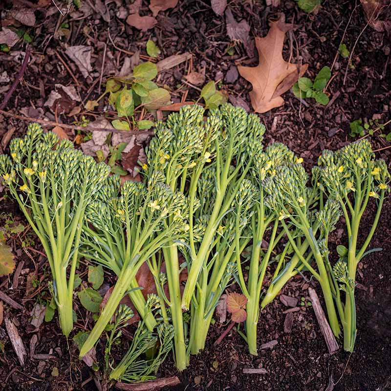 broccolini seeds for planting Broccoli Aspabroc F1 Seed RAW / 1,000 seeds / UNTREATED