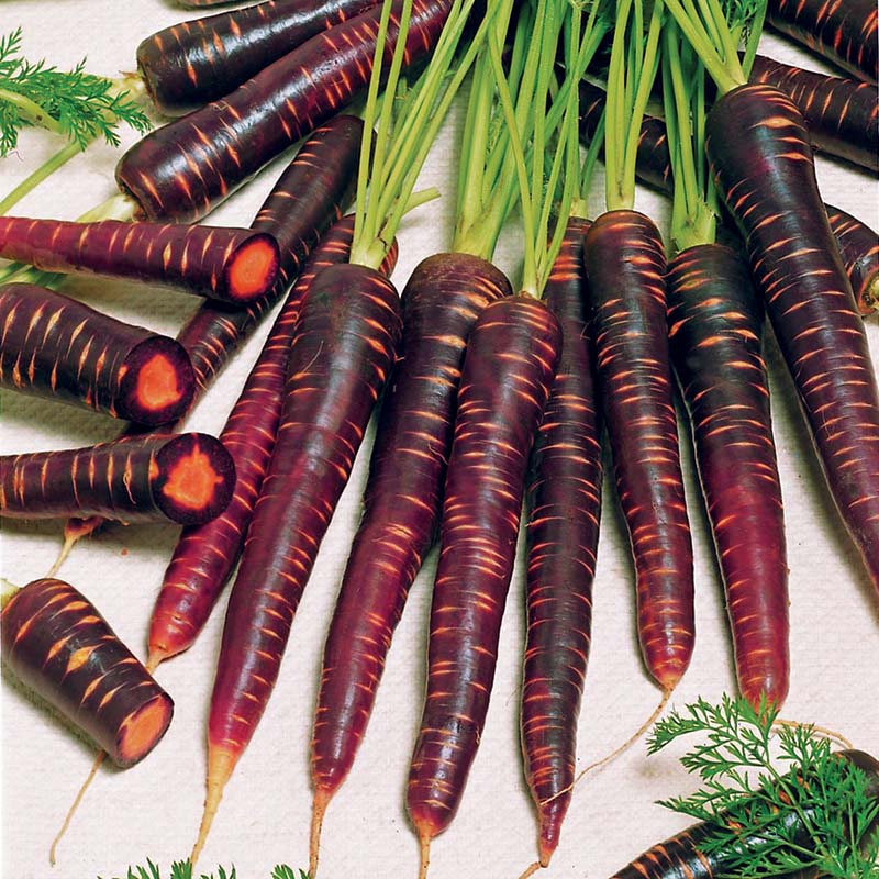 Carrot Purple Haze F1 Seed – Harris Seeds