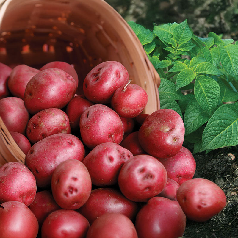 red seed potatoes for planting Potato Red Pontiac