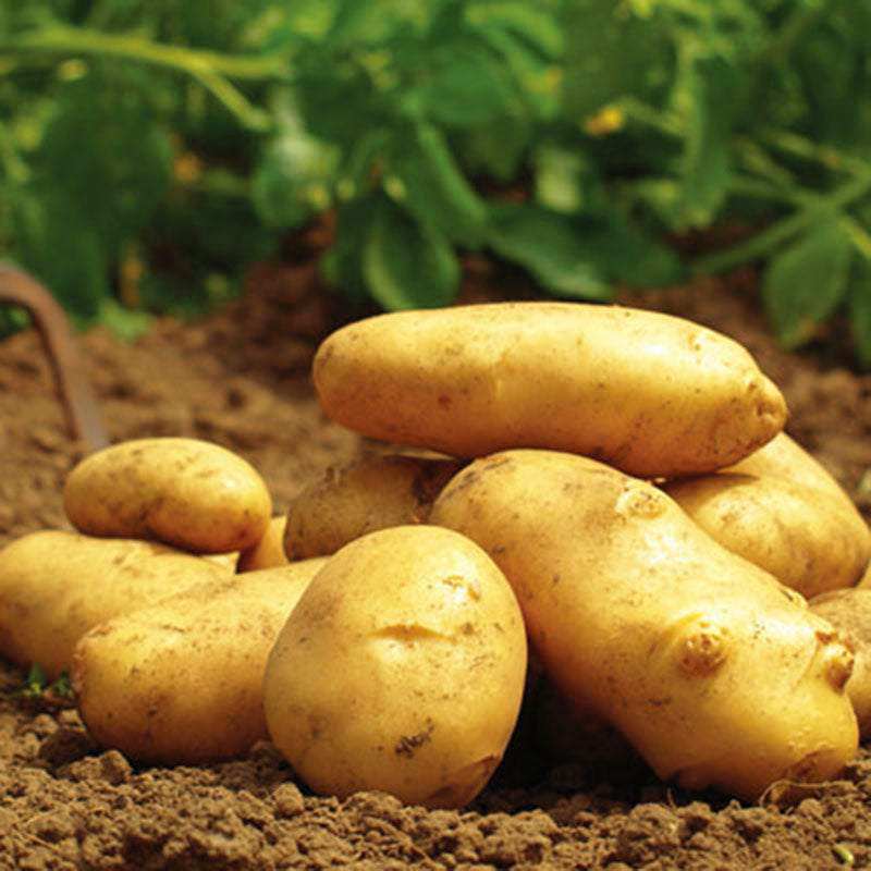 Yukon Gold Casino Visual