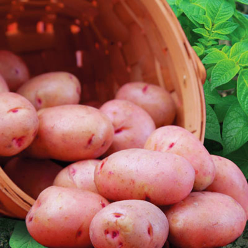 red seed potatoes for planting Potato Red Norland