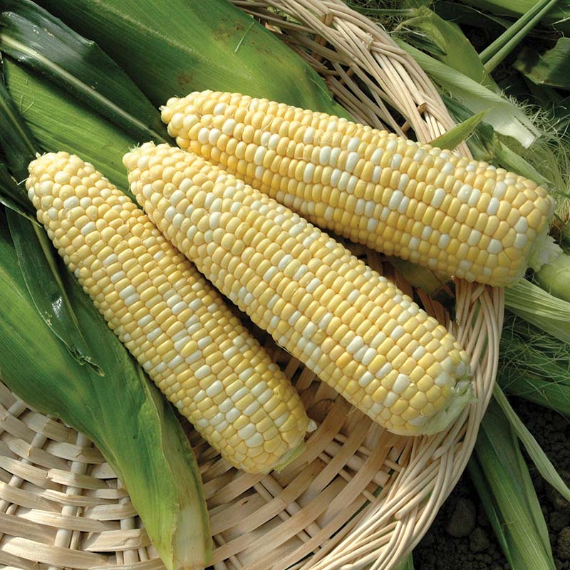 anthem herbicide price Sweet Corn Anthem XR F1 Seed, Size: 10,000 Seeds