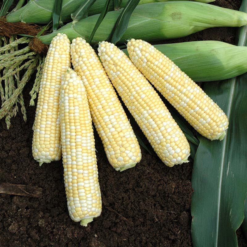 anthem herbicide price Sweet Corn Anthem XR F1 Seed, Size: 10,000 Seeds