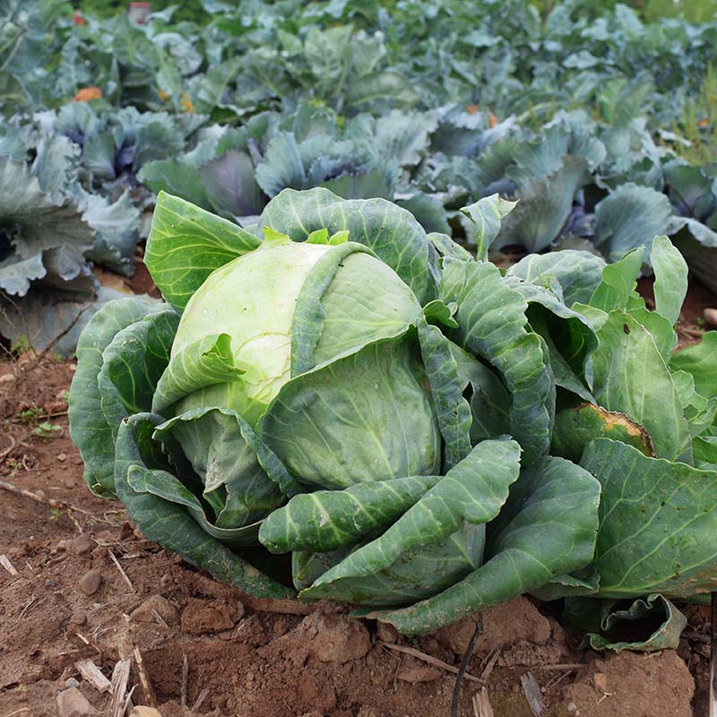 Cabbage Quick Start F1 Seed STANDARD / 10,000 Seeds / Treated