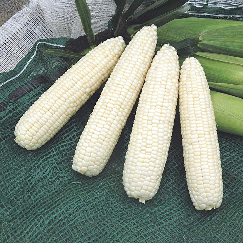 mirage herbicide Sweet Corn Mirage F1 Seed STANDARD / 1,000 seeds / CRUISER