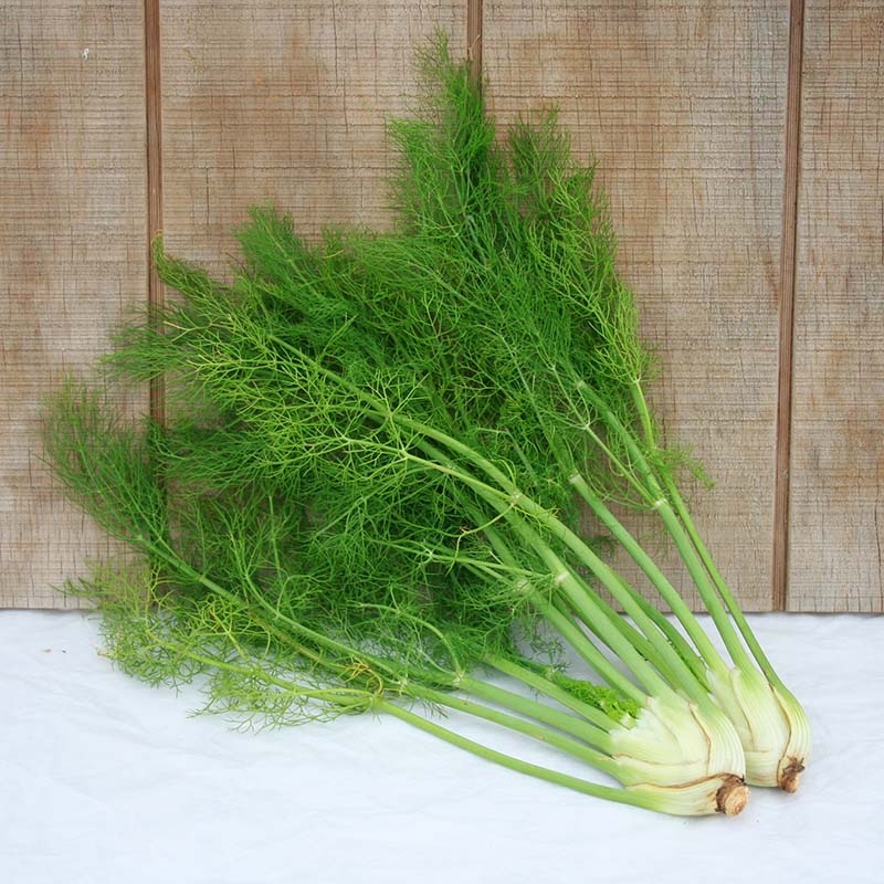 Fennel Preludio F1 Organic Seed RAW / 250 Seeds / Organic