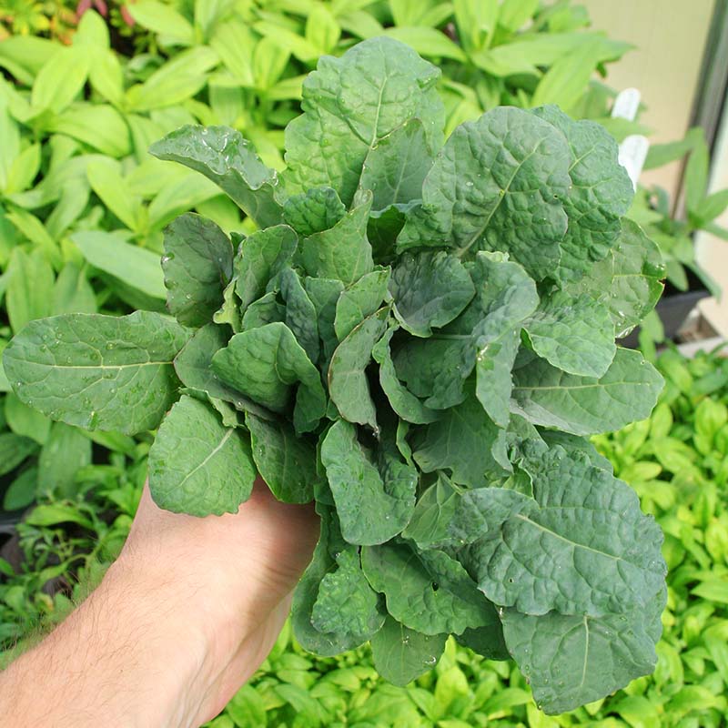 magic seed plant Kale Black Magic Seed