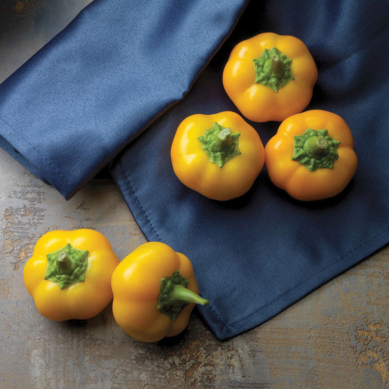 ペッパーです。 Pepper Yes to Yellow F1 Seed – Harris Seeds