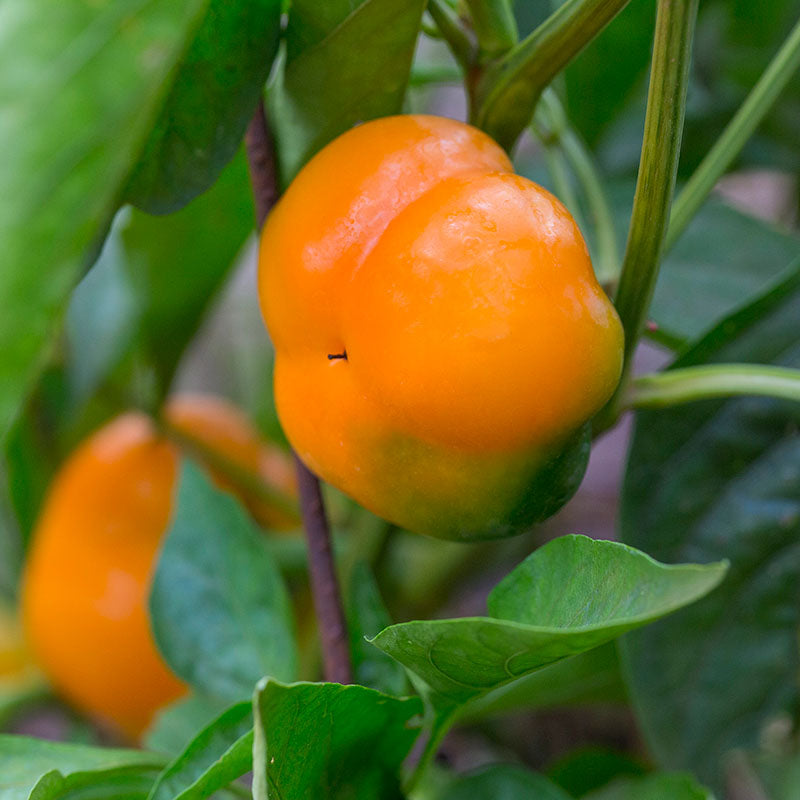 plant orange from seed Pepper Orange You Sweet F1 Seed – Harris Seeds