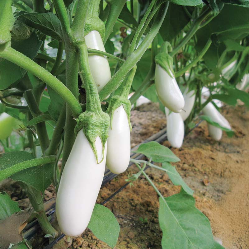 herbicide for eggplant Eggplant Snowy Organic Seed RAW / 1,000 seeds / Organic