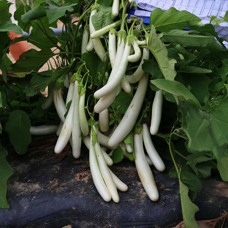 Eggplant Gretel F1 Seed RAW / 50 seeds / UNTREATED