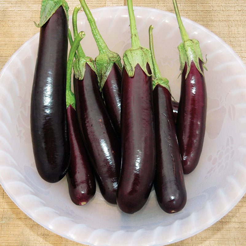 eggplantページ Purple Shine Hybrid Eggplant F1 – HOSS