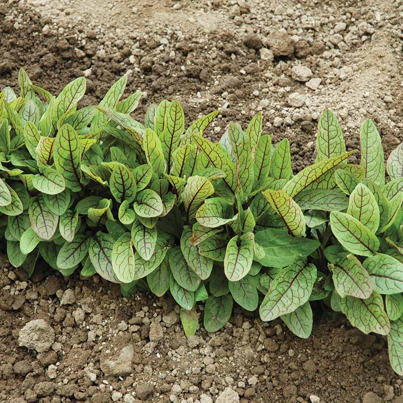Green Blood-Veined Sorrel Seed Untreated