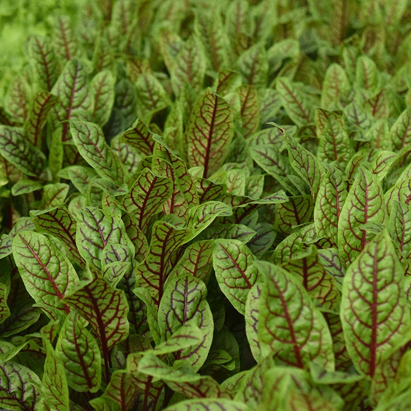 red sorrel herbicide Green Blood-Veined Sorrel Seed Untreated