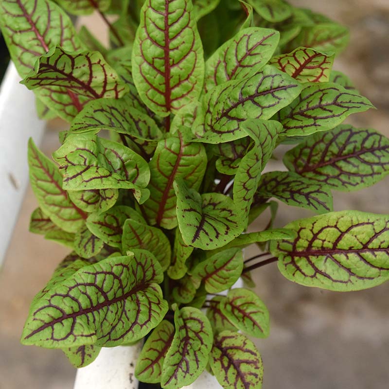 bloodstained plant seeds Green Blood-Veined Sorrel Seed Untreated