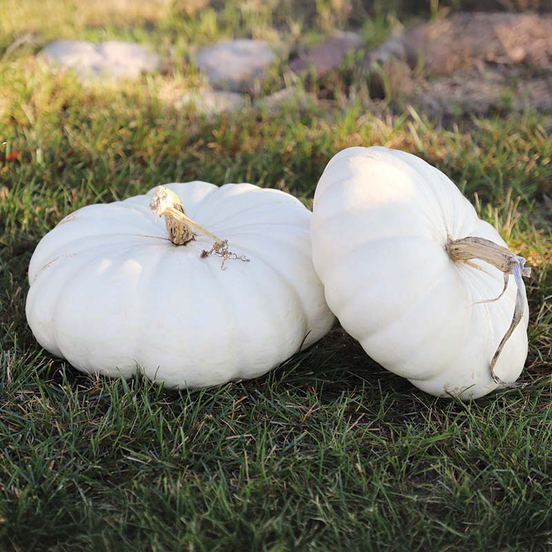 Pumpkin Flat White Boer Ford Seed – Harris Seeds