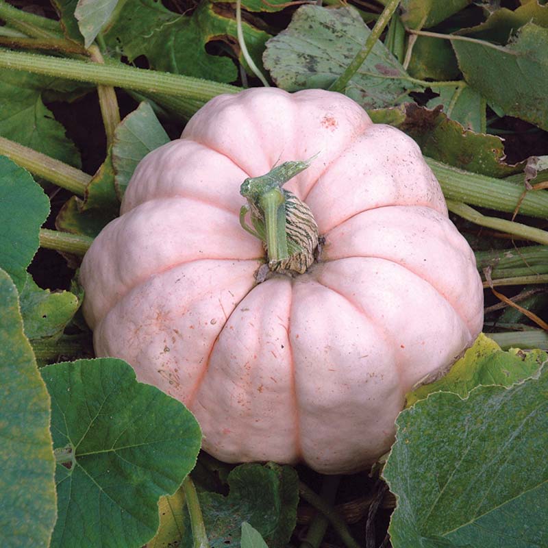 ［pumpkin01922・超美品・US0］ベラウォンフェルナンダ pumpkin01922・超美品・US0］ベラウォンフェルナンダ 2025年最新