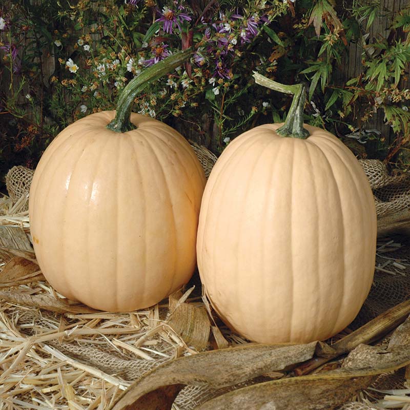 Pumpkin Tandy F1 Seed – Harris Seeds
