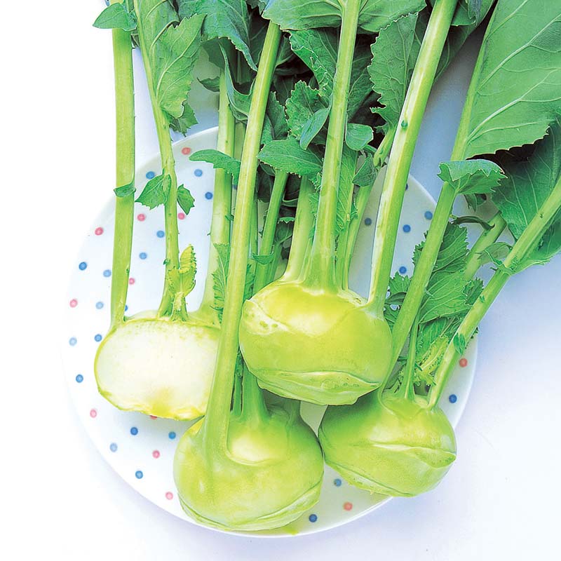 planting kohlrabi seeds Kohlrabi Winner F1 Seed