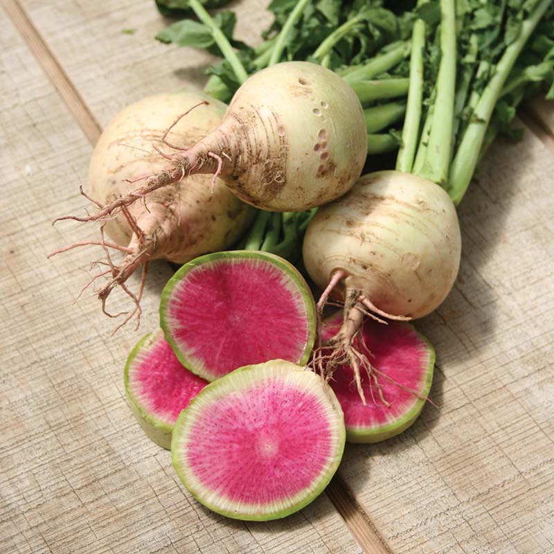 planting watermelon radish seeds Radish Watermelon Seed