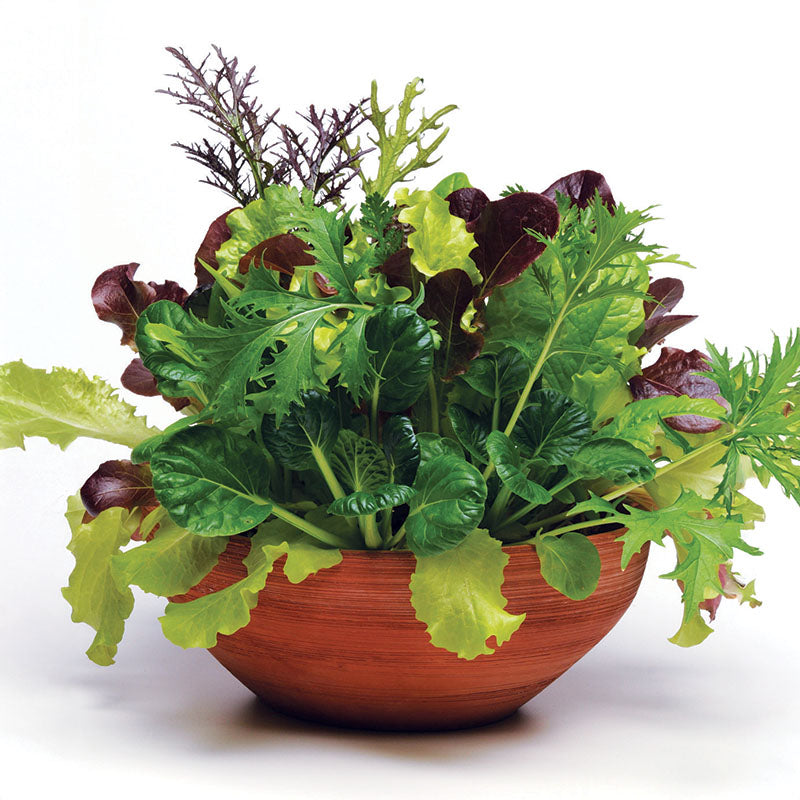 Simply Salad Global Gourmet Mix Seed – Harris Seeds