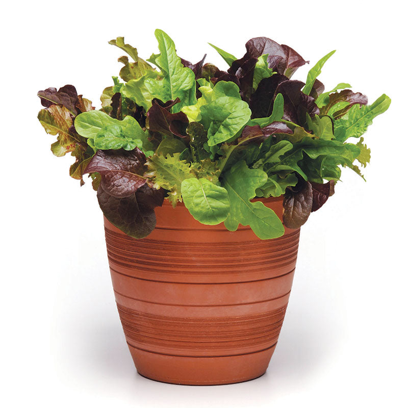 garden city seed Simply Salad City Garden Mix Seed, Size: 10 Seeds