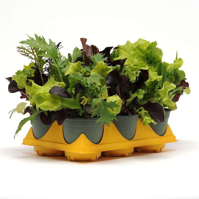 seed garden city Simply Salad City Garden Mix Seed, Size: 10 Seeds