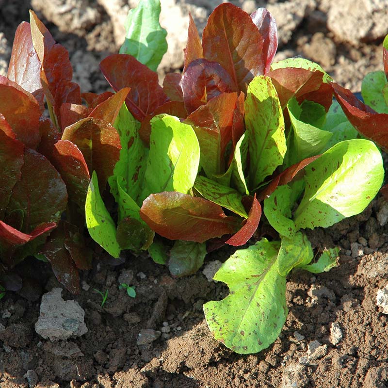 romaine lettuce seeds from plant Lettuce Colored Romaine Blend Seed
