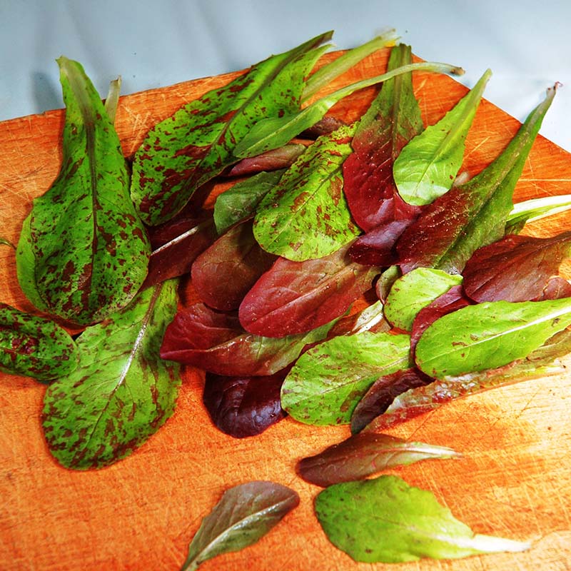 plant romaine lettuce seeds Lettuce Colored Romaine Blend Seed